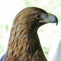 Golden Eagle