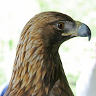 Golden Eagle