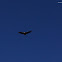 California Condor