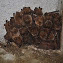 Geoffroy's Myotis