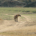 Spotted Hyena
