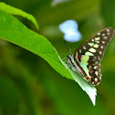 Common bluebottle