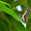 Common bluebottle