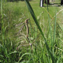 Cranefly