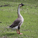 African Goose