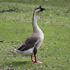 African Goose