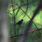 Red-browed Finch