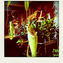 Pitcher plant