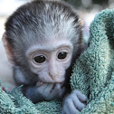 Vervet Monkey