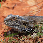 Bearded Dragon