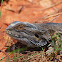 Bearded Dragon