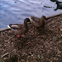 Mallard