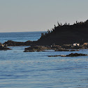 Brandt's Cormorant