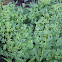 Yellow oxalis