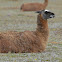 Llama