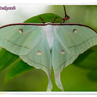 Moon Moth