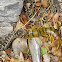 Horned viper