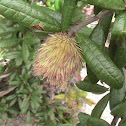 Sand Live Oak WASP GALL