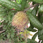 Sand Live Oak WASP GALL