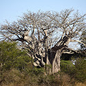 Baobab