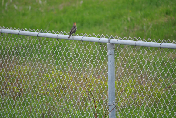 Spotting Image 1