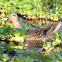 Female Mallard