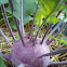 Kohlrabi / Korabica