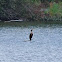 Double Crested Cormorant