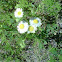 Daisy fleabane