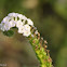 Indian heliotrope