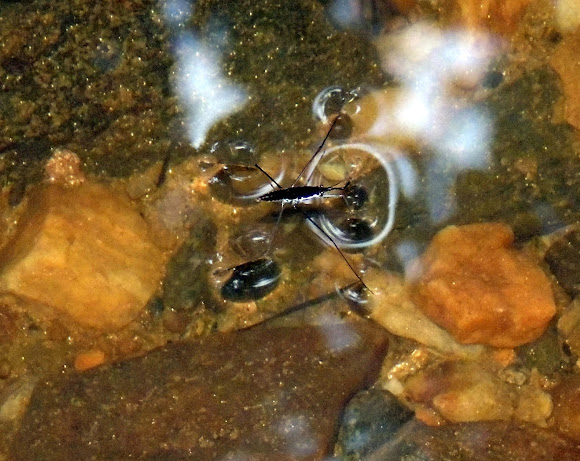 Spotting Image 1