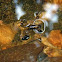 Water Strider