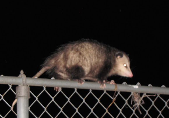 Spotting Image 1