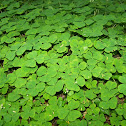 Sourgrass