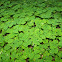 Sourgrass