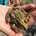 Southern leopard frog