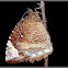 Common Palmfly