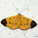 Crambidae