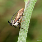 Plant bug or Fly??