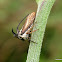 Plant bug or Fly??