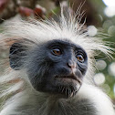 Kirk's red colobus