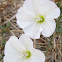 Field Bindweed