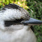 Laughing Kookaburra