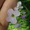 Cuckoo Flower