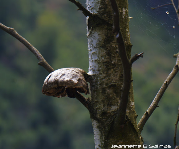 Spotting Image 1