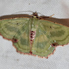Emerald Moth
