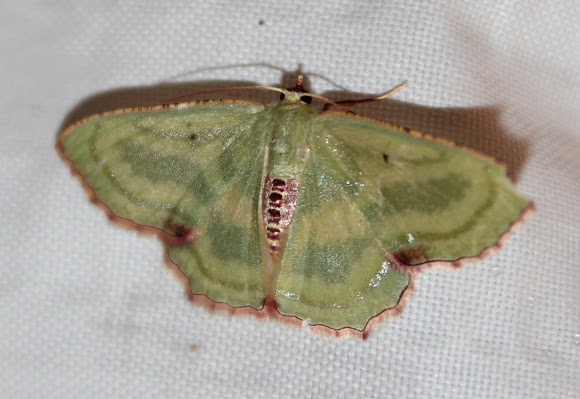 Spotting Image 1