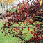 Crab Apple Tree