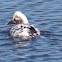 Common Goldeneye (female leucistic)