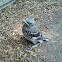 Baby mocking bird